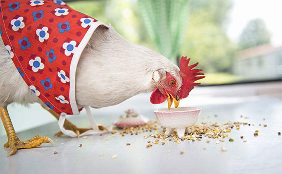 幾種常見的雞抗寒飼料添加劑