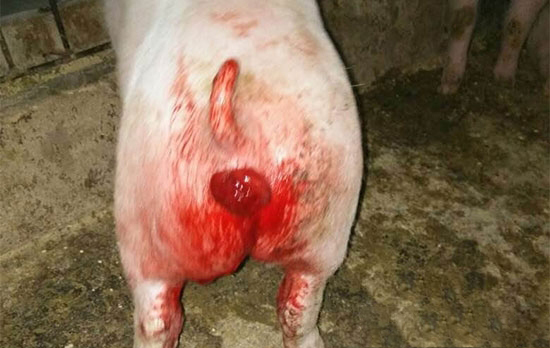 豬脫肛怎麼辦？豬脫肛的原因及防治措施