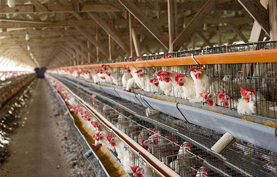 雞呼吸道疾病防治經驗小結