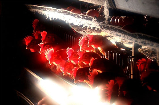 淺談冬季家禽呼吸道疾病