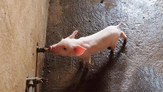 仔豬斷奶後及時安排飲水