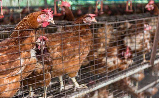 蛋雞養殖節料新方法