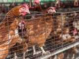 蛋雞養殖節料新方法