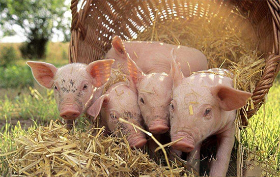 豬不吃東西的原因及防治