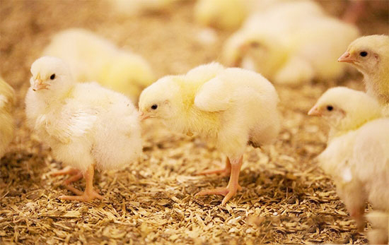 雛雞需要重點預防的疾病