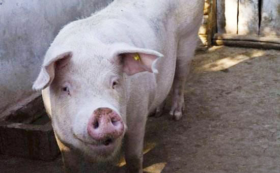 母豬掉膘嚴重怎麼辦?