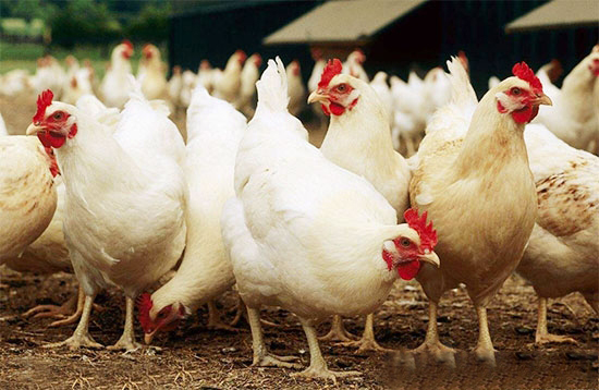 巧妙觀察羽毛診斷禽病