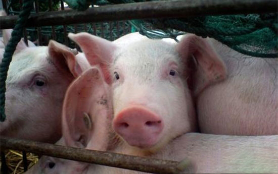 20省份發生非洲豬瘟了!為啥疫情不斷?到底能根除嗎?農業農村部回應了