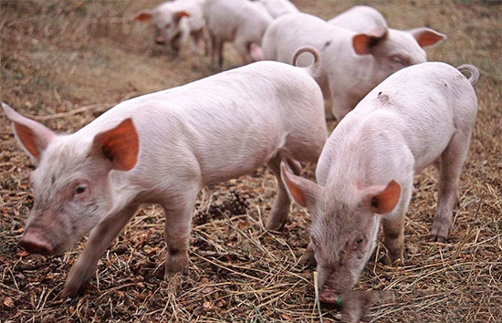 為何仔豬容易消瘦喘氣?這三大原因需要注意