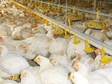 冬季肉雞養殖場管理技巧