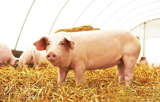 2019年豬價将反轉?中小豬場發展要重視這個問題