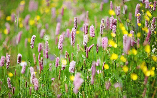 豬飼料中能添加哪些中草藥