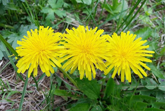 豬飼料中能添加哪些中草藥