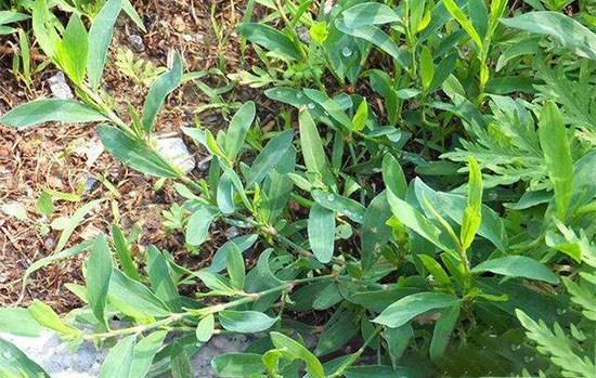 豬飼料中能添加哪些中草藥