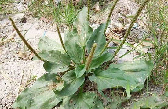 豬飼料中能添加哪些中草藥