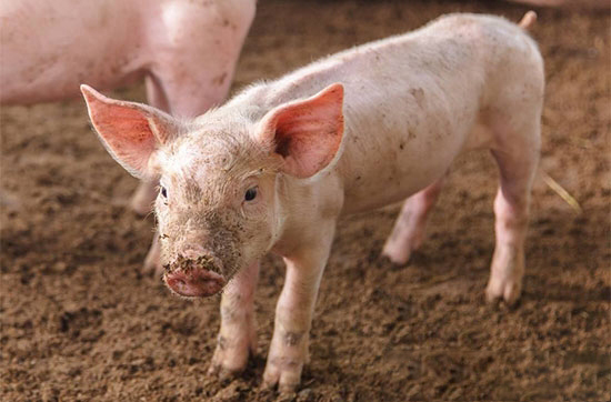幼豬養殖前期需要注意什麼