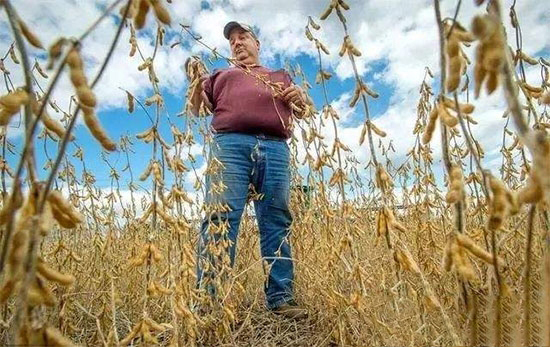 美國大豆 “爆倉”了:對中國出口降幅超95%