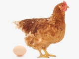 母雞不下蛋怎麼辦?