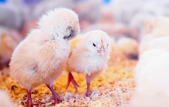 如何區分健康雛雞和病殘雛雞