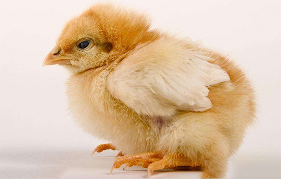 雞蛔蟲病的防治要點