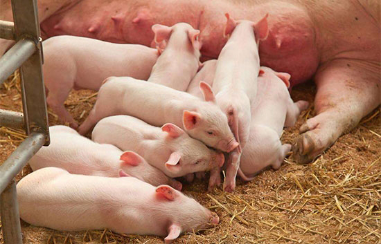 簡單實用的“豬場驅蟲方法及驅蟲程序”