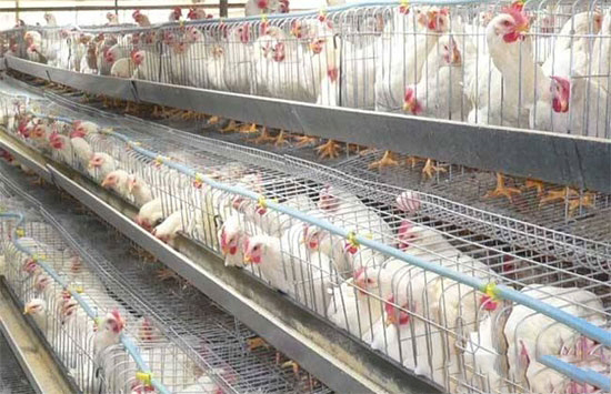 雞群給藥的兩種方法