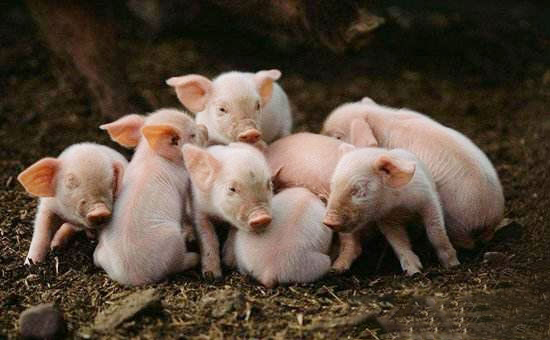 農村養豬的幾大誤區
