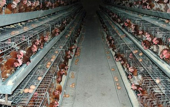 養殖戶冬季養殖蛋雞重點是保羽