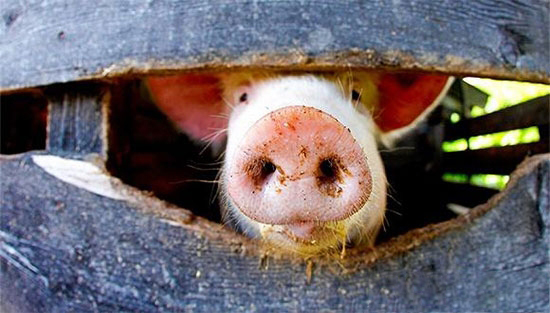 農業農村部:短時間内徹底滅除非洲豬瘟難度極大,打持久戰在所難免