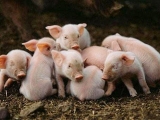 農村養豬的幾大誤區