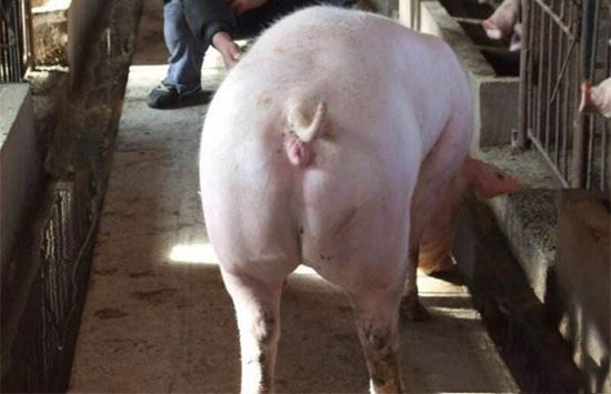 淘汰母豬的15條原則