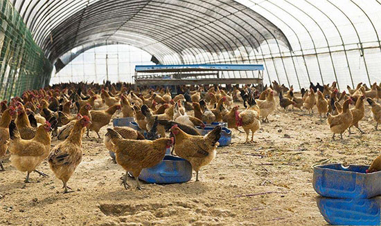 冬季暖棚養雞注意事項