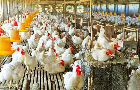 養雞場淨化有害氣體6方法
