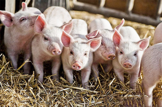 仔豬要進行長途運輸需要注意什麼？