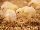 育雛環境的特殊要求