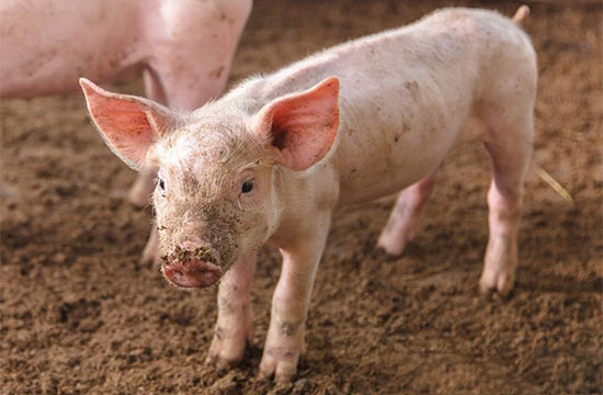 仔豬去勢的注意事項