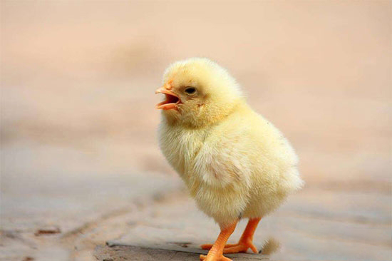 識糞養雞有竅門