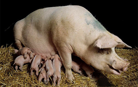 仔豬斷奶方法
