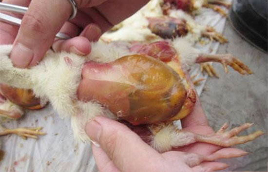 肉雞腹水症如何預防