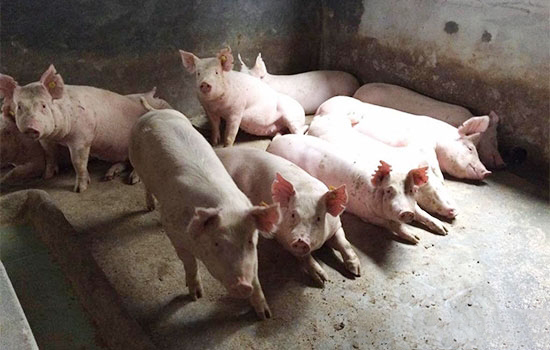 豬舍潮濕會造成哪些危害？怎麼處理？