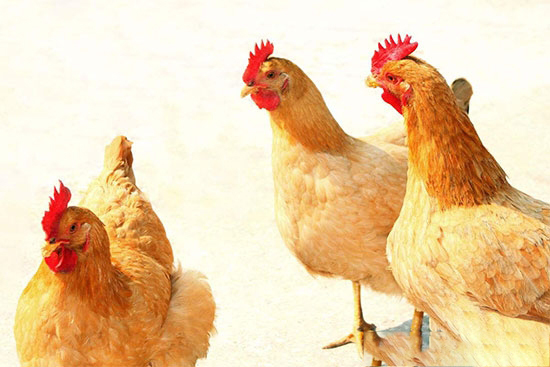 提高雞群免疫力的辦法