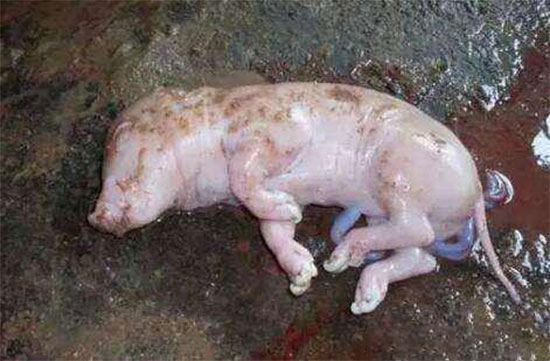 母豬産死胎的原因是什麼?