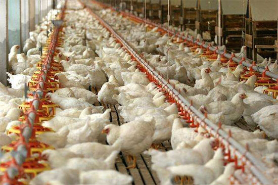 冬季肉雞養殖8注意
