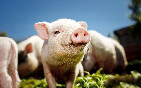 快看！非洲豬瘟6大政策轉向