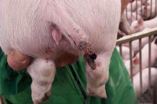 豬群咬尾除了剪尾還有什麼解決辦法？