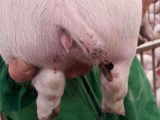 豬群咬尾除了剪尾還有什麼解決辦法？