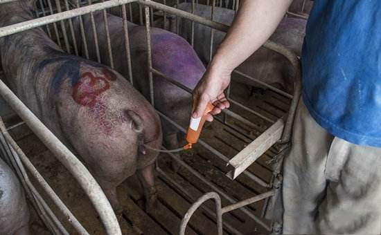 養豬場母豬人工授精三大技巧