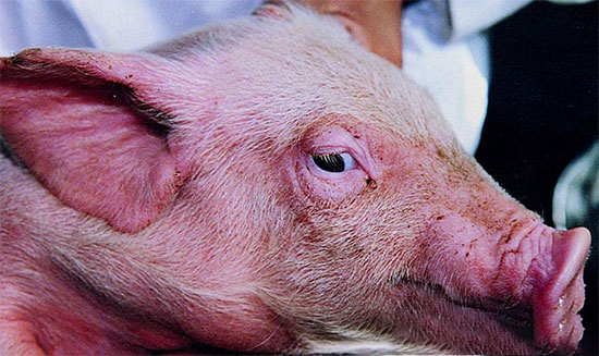 病豬鑒别13個觀察法