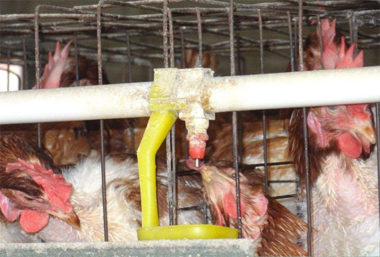 冬季飼養蛋雞的供水技巧
