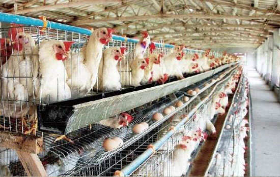 肉種雞籠養管理的幾點要求